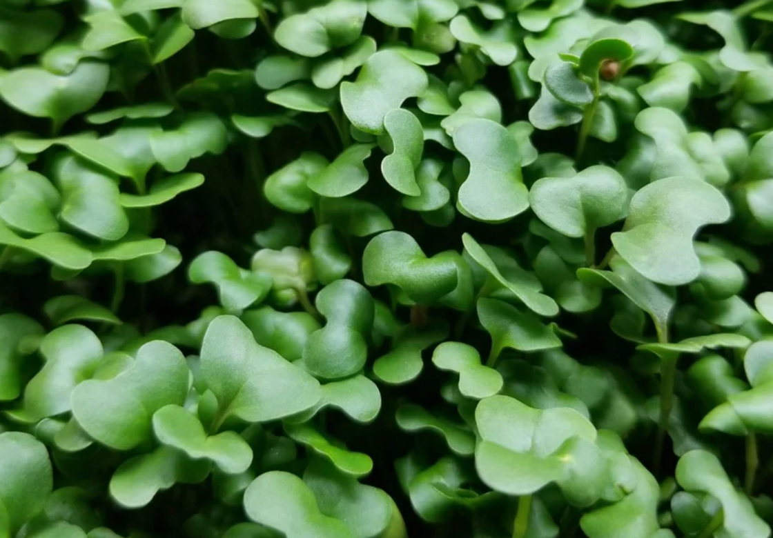 Micro Broccoli