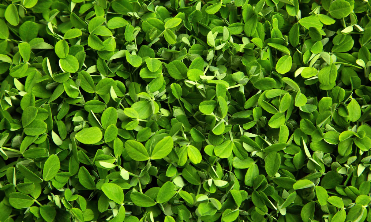 Micro Pea Shoot