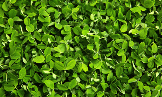 Micro Pea Shoot